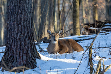 Deer. The white-tailed deer  also known as the whitetail or Virginia deer in winter on snow. White taild deer is  the wildlife symbol of Wisconsin  and game animal of Oklahoma.