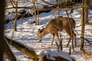 Deer. The white-tailed deer  also known as the whitetail or Virginia deer in winter on snow. White taild deer is  the wildlife symbol of Wisconsin  and game animal of Oklahoma.