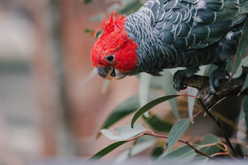 Gang gang parrot cockatoo male colseup head shot Australian native bird