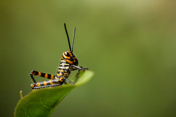 Chapulín Cebra sobre hoja verde