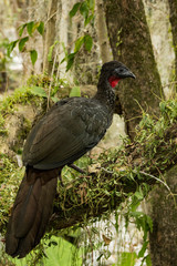 Ave tropical sobre rama con musgo en bosque tropical