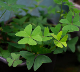 Fototapeta na wymiar Green Leaves in vase