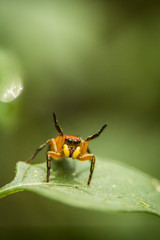 Fototapeta premium Araña saltarina roja con amarillo
