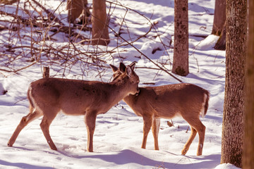 Deer. The white-tailed deer  also known as the whitetail or Virginia deer in winter on snow. White taild deer is  the wildlife symbol of Wisconsin  and game animal of Oklahoma.