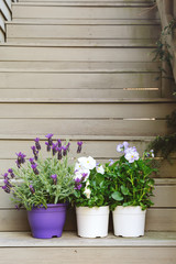 Blossoming violas and lavender with gardening tools at the backyard stairs. Child family gardening concept, vertical format