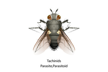 Tachinids insect is predator or parasitoid vector.Eat or parasite in Mahasena corbetti. © aottorio