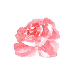 Watercolor gentle pink rose hand drawn on white background