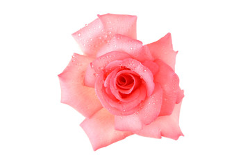 Delicate pink rose with isolated white background 