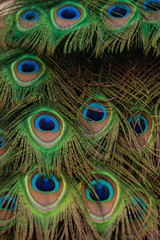 Peacock tail feather beautiful colourful vibrant green blue purple pattern2