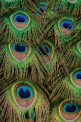Peacock tail feather beautiful colourful vibrant green blue purple pattern