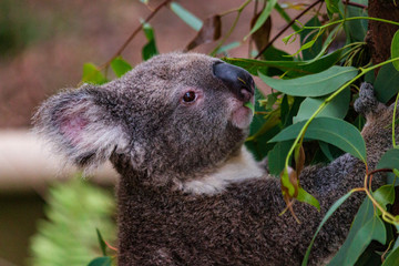 Koala bear eating eucalyptus leaves cute fluffy body, eye nose mouse closeup