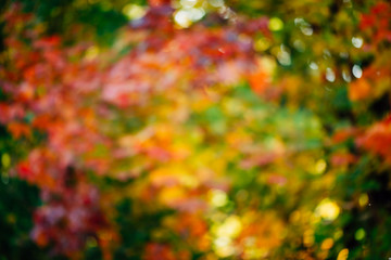 Blurred texture of lush variegated foliage. Defocused nature autumn background in sunset. Blurry natural fall backdrop in sunrise. Multicolor bokeh. Green yellow orange red autumn palette in sunlight.