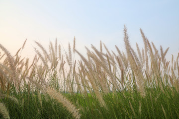 Fototapeta premium Green meadow is blooming