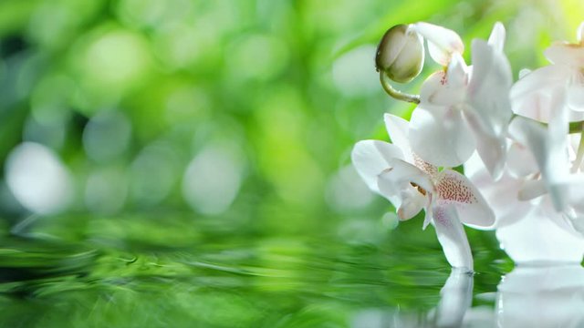 Super slow motion of waving water surface with orchid blossoms. Filmed on very high speed cinema camera, 1000 fps.