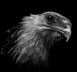 Eagle portrait in black and white