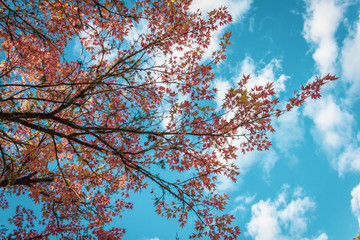 Red leaves on branches against the blue sky