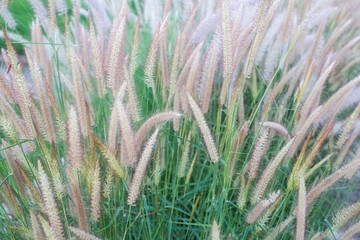 The grass on the side of the road is raising a bouquet