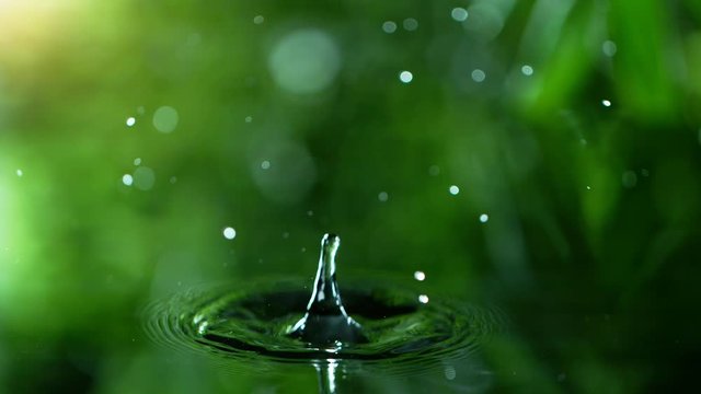Super slow motion of falling water drop from leaf. Filmed on high speed cinema camera, 1000 fps. Super macro lens.