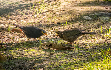 A blackbird male feeds its chick with a worm on the lawn.