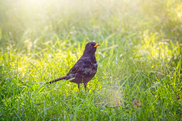 A blackbird male stands on a green lawn. The common blackbird, Turdus merula.