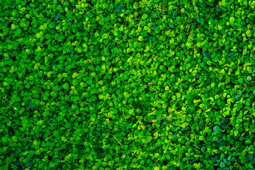 green leaves background