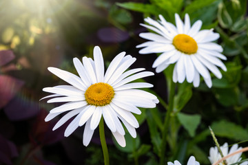 White and yellow daisy flowers on a green blurred background.
