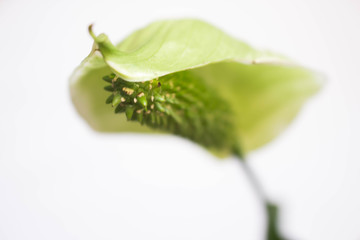 Background photo. White leaf with green flower sprout on the top of the leaf.