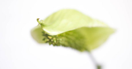 Background photo. White leaf with green flower sprout on the top of the leaf.