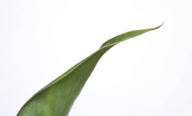 Background photo. Green leaf with white background and some subject on the leaf.