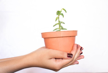 Background photo. Female hand holding pot with bonsai plant.