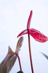 Background photo. Red flower with green leaf in heart shape and white background.