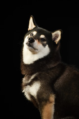 Obraz premium 柴犬