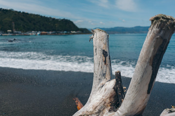 Dead wood on the beach; dead tree on the beach