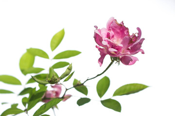 Background photo. Pink flower with white background and green leaves.