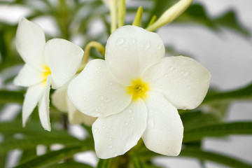 Background photo. White flower with yellow core, green leaves and white background with raindrops.