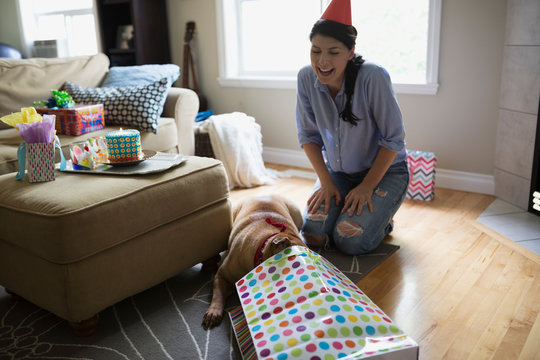 Dog opening birthday gift in living room