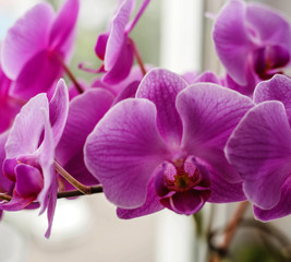 orchid