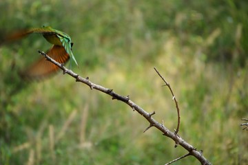 Take Off- In Flight Bird
