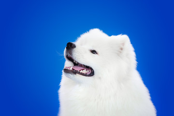 Obraz na płótnie Canvas White dog breed Samoyed on a blue background.