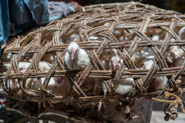 White hens in a straw cage are sold at the food market in Stone Town on the island of Zanzibar island, Tanzania, Africa, close up