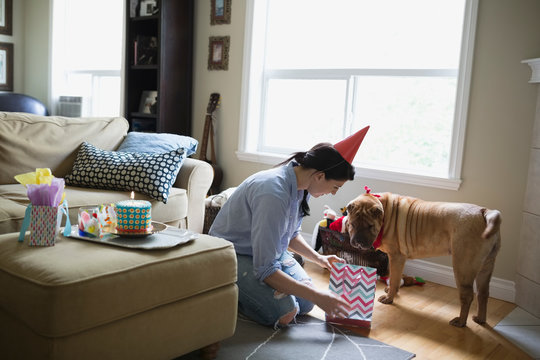 Woman giving dog birthday gift in living room