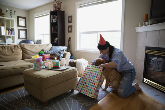Dog opening birthday gift in living room