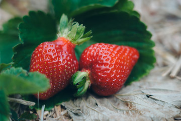 Fresh strawberries that are grown in farm