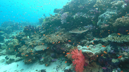 Fototapeta na wymiar schools of fish swim above corals at rainbow reef in fiji