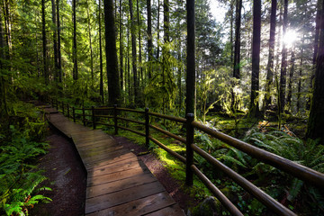 Fototapeta na wymiar Lynn Canyon Park, North Vancouver, British Columbia, Canada. Beautiful Wooden Path in the Rainforest during a wet and rainy day with sunny break.
