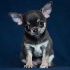 Obraz premium Blue Chihuahua puppy on a classic blue background.