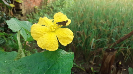 yellow flowers in garden