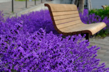 紫が鮮やかなサルビアとベンチ