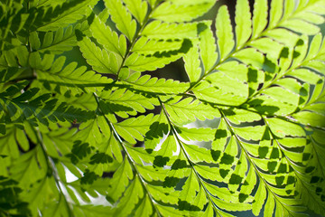 green leaves under sunlight