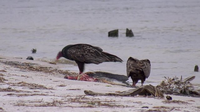 Turkey vultures eating a bird carcass on a sandy ocean beach